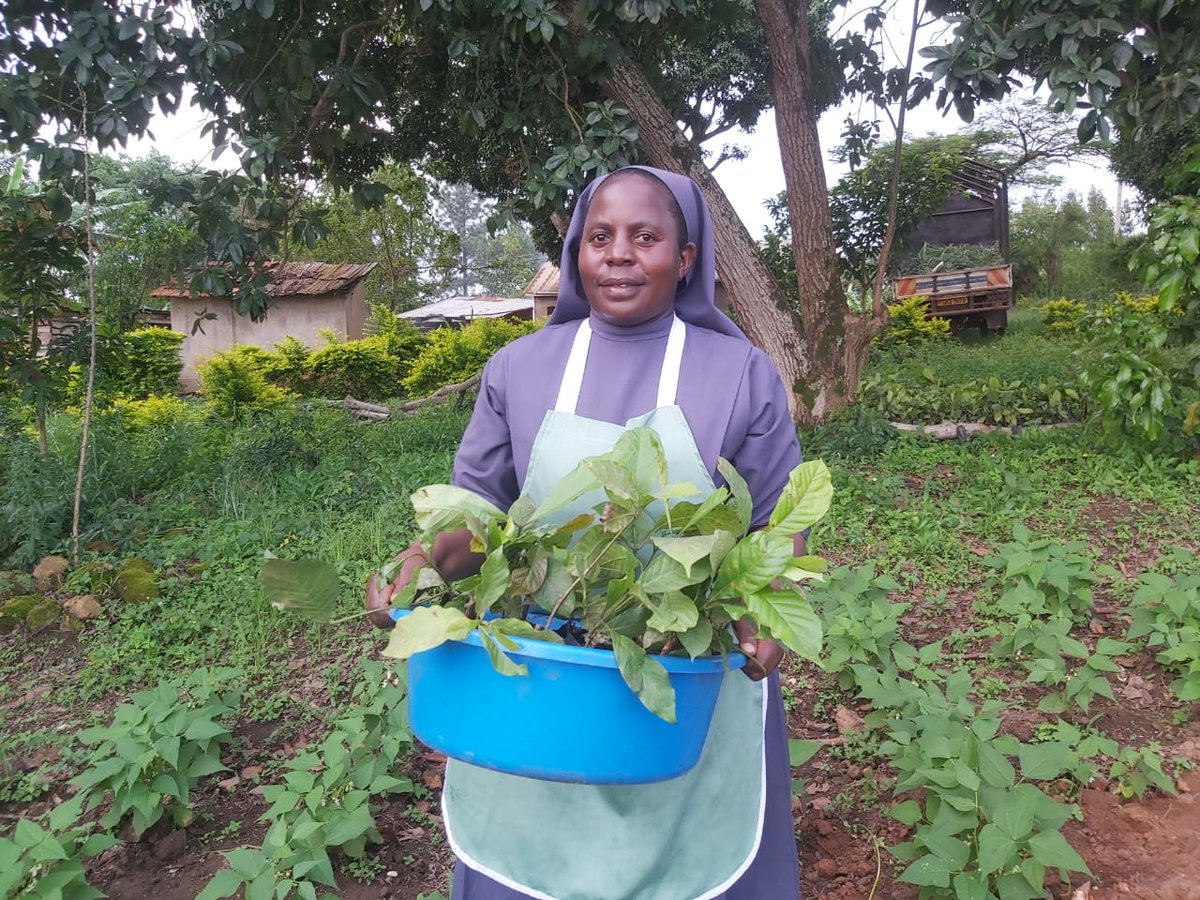 UgandaCoffee_'s tweet photo. The 20m bags target is possible if we bring everyone on board. UCDA is working with religious institutions to  promote coffee growing. The Sisters of the Immaculate Heart of Mary Repatrix- Ggogonya joined the coffee enterprise and have set up a model farm in Kisubi. Be the light. https://t.co/85Mj494XrT