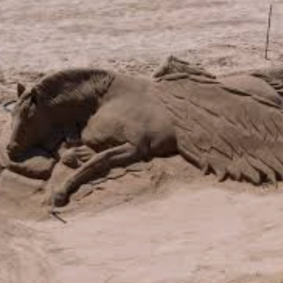 Abatido, no derrotado, como el Ave Fenix resurgirá de sus cenizas.