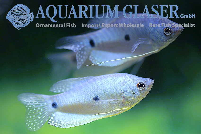 aquariumglaser's tweet photo. #Trichogaster #trichopterus "#sumatranus"
find more details and pics @ https://t.co/kgExUnvbBk https://t.co/fzzoxmmkyS