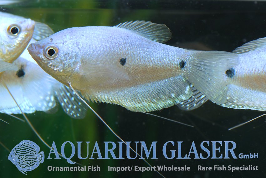 aquariumglaser's tweet photo. #Trichogaster #trichopterus "#sumatranus"
find more details and pics @ https://t.co/kgExUnvbBk https://t.co/fzzoxmmkyS