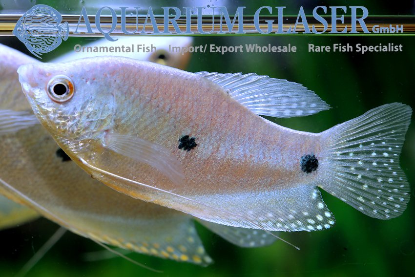 aquariumglaser's tweet photo. #Trichogaster #trichopterus "#sumatranus"
find more details and pics @ https://t.co/kgExUnvbBk https://t.co/fzzoxmmkyS