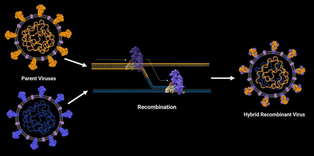 IISc Bangalore (@iiscbangalore) on Twitter photo New study by <a href="/evp_iisc/">Emerging Viral Pathogens Lab, CIDR, IISc</a> <a href="/Shashank_IISc/">Shashank Tripathi</a> shows how several mutations accumulated through recombination in #SARSCoV2 viral proteins, allows the Omicron variants to escape from the host’s defenses and bind more tightly to the host cell. iisc.ac.in/events/enhance…
#IIScresearch New study by <a href="/evp_iisc/">Emerging Viral Pathogens Lab, CIDR, IISc</a> <a href="/Shashank_IISc/">Shashank Tripathi</a> shows how several mutations accumulated through recombination in #SARSCoV2 viral proteins, allows the Omicron variants to escape from the host’s defenses and bind more tightly to the host cell. iisc.ac.in/events/enhance…
#IIScresearch