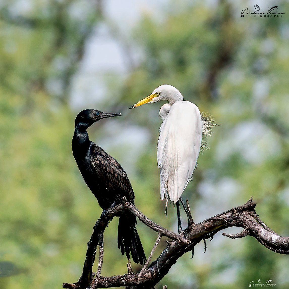 kumarmukund's tweet photo. “Even when your life is full of color, you still need to be reminded that things come in black and white.”
- Anthony T. Hincks
Cormorant and Egret
Shot using #Nikon at Keoladeo #Rajasthan.
#IndiAves #Photography #Birding #Birds https://t.co/hDHR3bc3sD