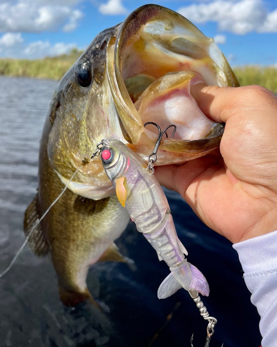 chasebaits's tweet photo. 🎣@fabio_fishing_life getting the Bass worked up on the surface with the #DrunkenMullet!!
#InspiredbytheChase #ChasebaitsUSA #DrunkenMullet #JellyPrawn #Bone #Frog #Whiz #Shadow #BlueBait #GoldShine #Bass https://t.co/MqoMCBdIJ6