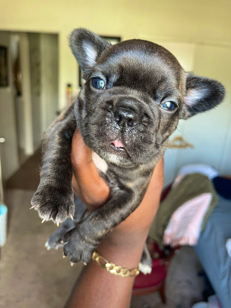 Zay92i's tweet photo. Fluffy carrier pups for a good price 🎟 Dm https://t.co/QOsbJHY7se