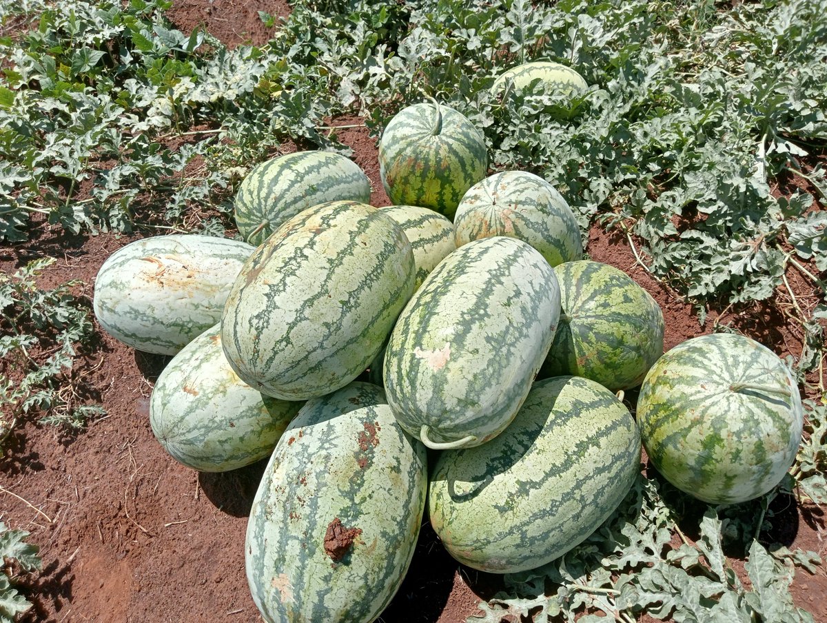 Afriagrimark Ltd (@afriagrimark) on Twitter photo Juicy, delicious watermelons alert! 🍉 50 tonnes available now at just 37 shillings per kg. 😍 Order at afriagrimark.com or call 0702875711 for speedy delivery to Ruaka, Nairobi🚛 #WatermelonSeason #FreshProduce #DeliciousDeals #OrderNow <a href="/bonface_nyalwal/">@Bonface Nyalwal</a> <a href="/YALIRLCEA/">YALI RLC EA</a> <a href="/USAID/">USAID</a> Juicy, delicious watermelons alert! 🍉 50 tonnes available now at just 37 shillings per kg. 😍 Order at afriagrimark.com or call 0702875711 for speedy delivery to Ruaka, Nairobi🚛 #WatermelonSeason #FreshProduce #DeliciousDeals #OrderNow <a href="/bonface_nyalwal/">@Bonface Nyalwal</a> <a href="/YALIRLCEA/">YALI RLC EA</a> <a href="/USAID/">USAID</a>