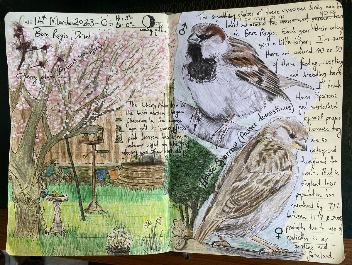 Pages from my nature journal last week, inspired by the spring blossom and busy birds. 🌸🪹✍🏻 

#naturejournal #naturediary #naturelovers #naturejournalingcircle  #artistsketchbook #drawingnature #housesparrow #sparrow #blossom #cherryblossom #Springtime #Spring #theartfulranger