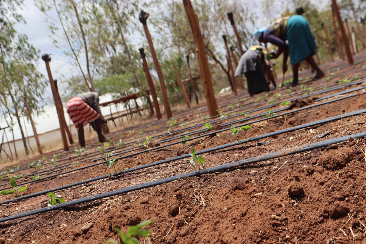 ecoSokoni's tweet photo. In efforts to promote food security and sustainable livelihoods, we pride ourselves on promoting agriculture and agricultural projects by supporting local farmers through farm set-up, agronomy, and markets. https://t.co/6fgaHrVTRn