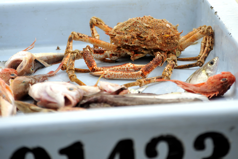 JPE2100's tweet image. Marché aux poissons du Vieux-Port   - envies-de-france.fr/bon-plans/marc…