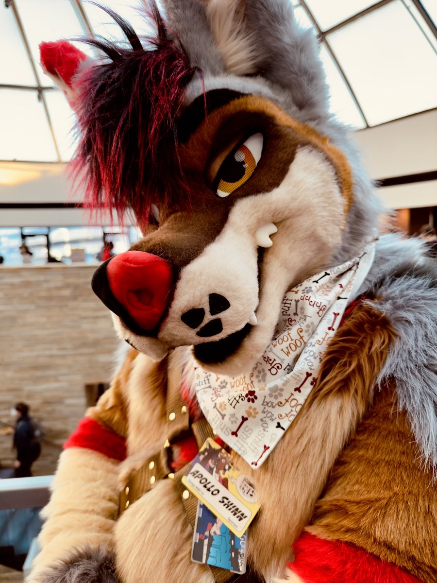 The_Foxy_Apollo's tweet photo. Ransom is Apollo Shinn?! โฆ@MadeFurYouโฉ #mff22 https://t.co/aT54d3R6K3