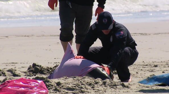 FOX29philly's tweet photo. Questions still remain after 8 dolphins wash ashore in Cape May County. @ShaynahFerreira
is in Sea Isle City all morning with the latest details.
#fox29goodday #fox29philadelphia
@FOX29philly
@thomasdrayton
@KarenFox29
@BobKellyFOX29
@SueSerioFox29 https://t.co/OmPRhGNlpd