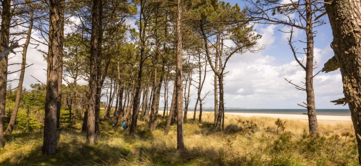 life_insular's tweet photo. We are very pleased to announce that @life_insular  restoration works have started at the Raven Nature Reserve, Co. Wexford https://t.co/pYBSpPsg92