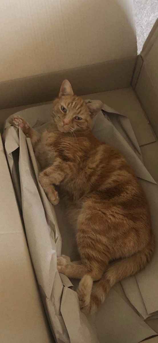 #FindMack 7yr old Male #LostCat Vanished 20/2/23 Oughtibridge #Sheffield
Ginger Tabby
Neutered Microchipped but chip no longer registered according to Petlog
Mack & his sister both chipped & registered as kittens
Sister still registered, Mack isn't💔
FB🔽
m.facebook.com/groups/2797227…