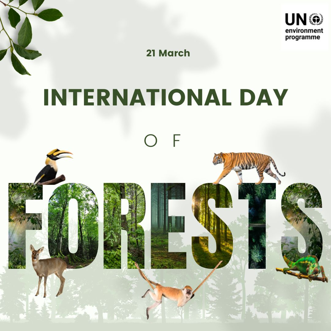 Happy #IntlForestDay

Forests give us so much🌲🌳

🫧They purify our water
🧽They clean our air
🌎They fight climate change
💊They give us food and life-saving medicines

Healthy forests for healthy people