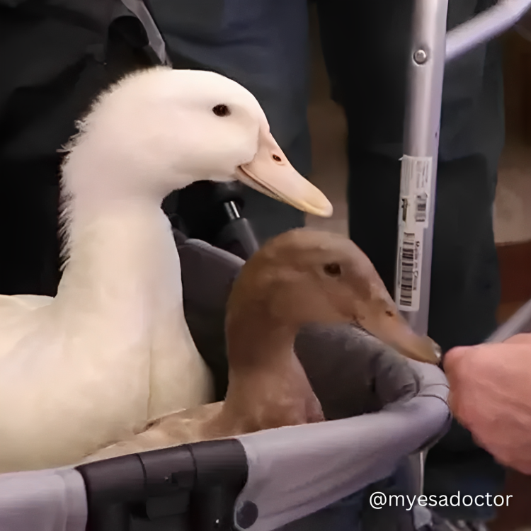 myesadoctor's tweet photo. Veteran shares his experiences with his therapy ducks. 

#emotionalsupportanimal #ducks #ducksoftwitter https://t.co/Jf2PotaZDu