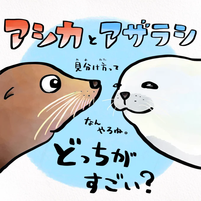 アシカとアザラシの見分け方って知ってる?#国際アザラシの日 