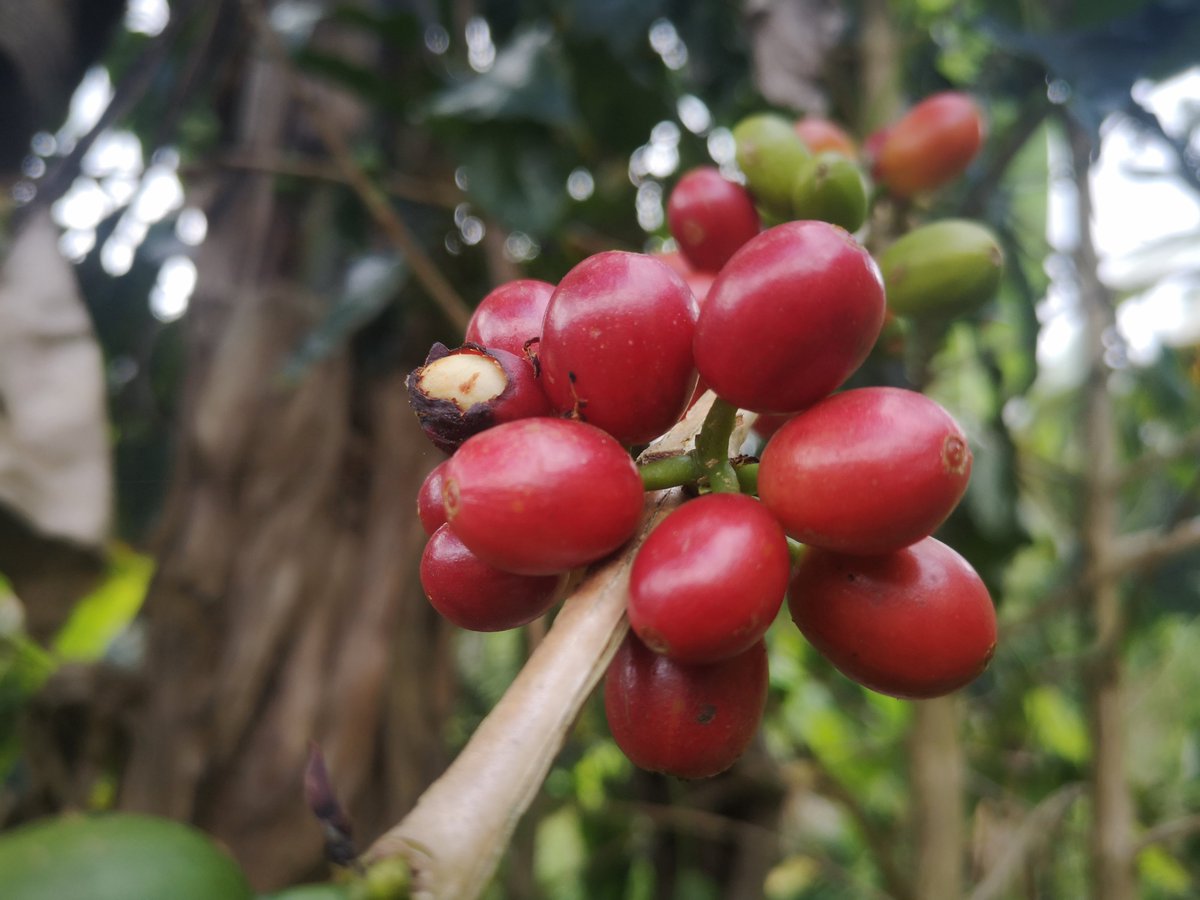ReubenMete1's tweet photo. Coffee data saw 2022 Export figures putting the annual volume  at 840,000 bags of 60 kg that was exported out of #PNG. 
This is an increase from the previous year slightly pass 750,000 bags whilst foreign exchange earned is over K800 million.. https://t.co/9aGosXbz7b