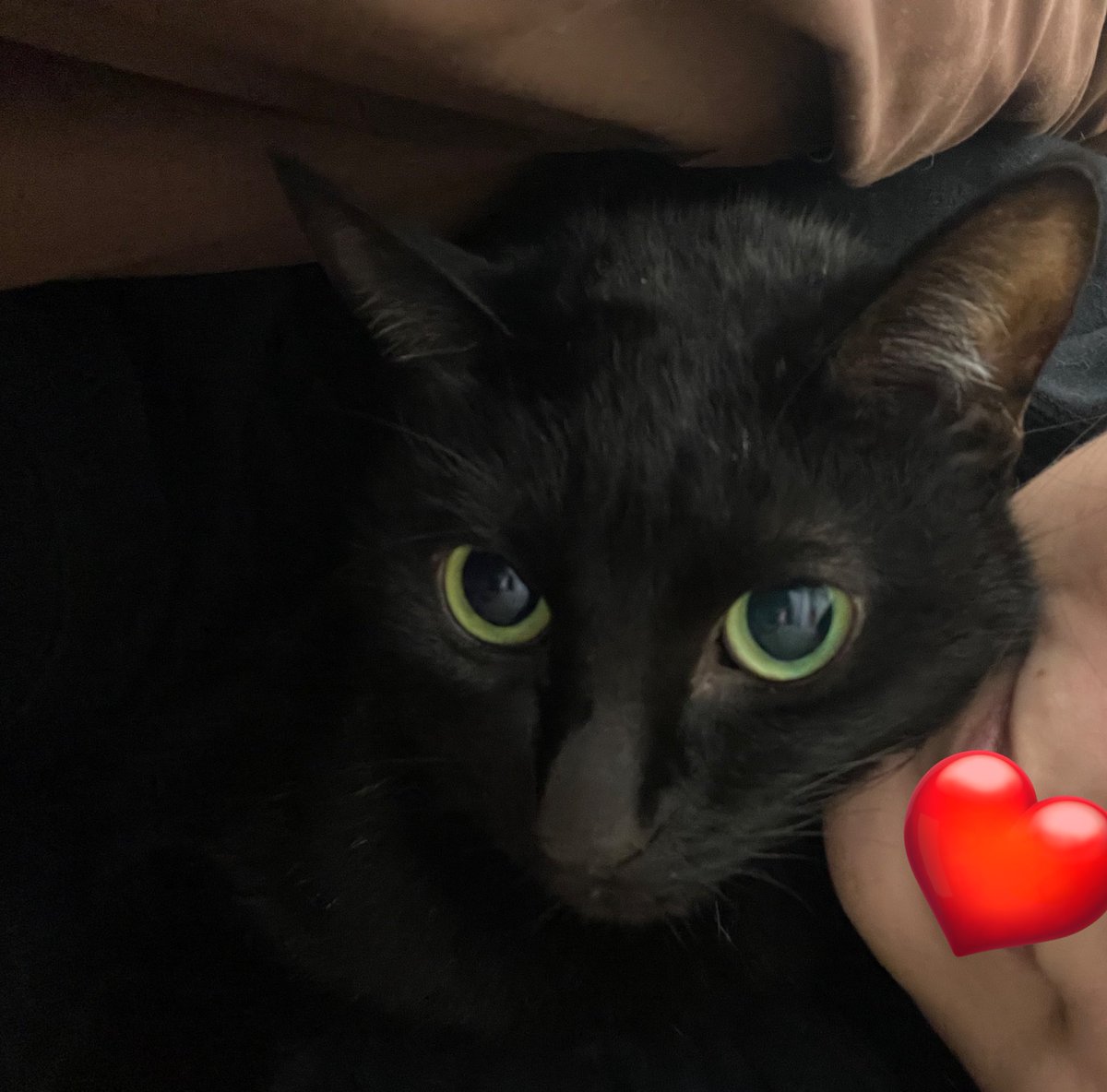 のあ、ようやく定期的な点滴が中止になりました🌸
強制給餌やお薬は継続ですが、1番酷かった時期からは脱出したかなぁ、と思います😊
ご心配いただいたり、暖かいメッセージをいただきありがとうございました💕

#のあせなもな  
#猫がいる幸せ