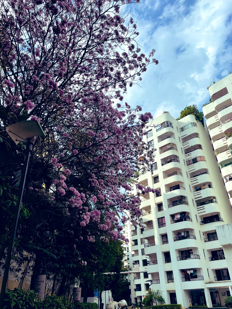 Kavya_Sahai's tweet photo. Trumpet pink 🌸 My home 🏡#nammabengaluru #Bengaluru #PinkBengaluru https://t.co/q1oDtYnZ8c