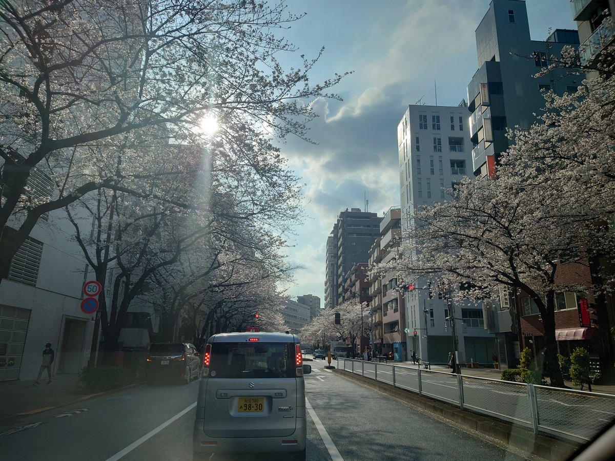 GmbcUya's tweet photo. #さくらまんかい #桜満開 
桜満開だけど、気分は微妙。 https://t.co/5BYwe0owpK
