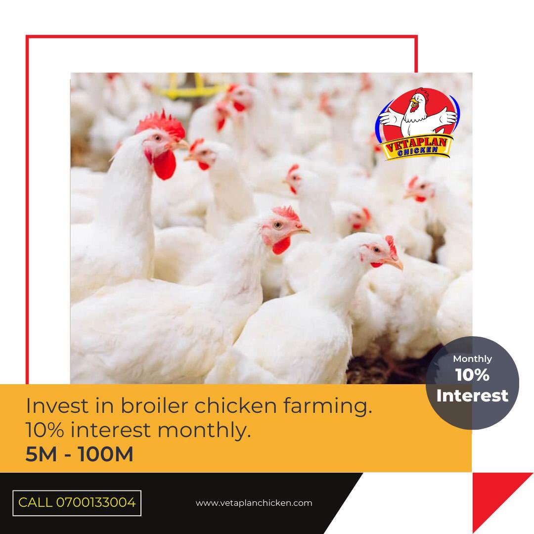 Today's Wednesday, take this opportunity to invest in broiler chicken farming with <a href="/vetaplanchicken/">VetaPlan Chicken 🐓</a> for as low as UGX 5M and earn 10% monthly.🐓💰

#VetaPlanChicken 
#DigitalFarming