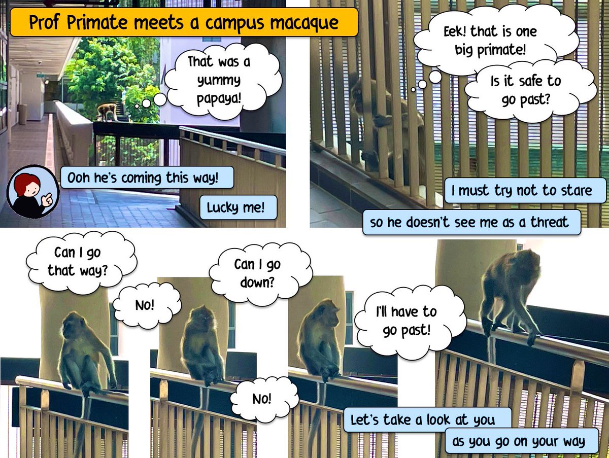 suzyjstyles's tweet photo. In case anyone wants more #CampusAnimals in their feed, I made my photos from meeting a local long-tailed macaque into a photo comic 😅

Will certainly be sharing with @dear_apes 😇 https://t.co/M4fzfwyVet
