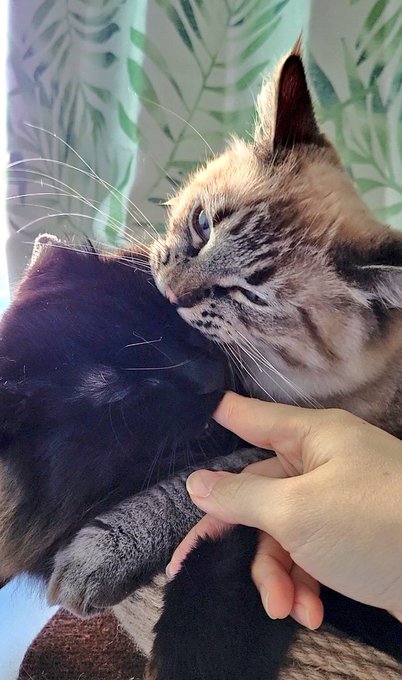 連鎖…🐱🐱(あとで消す) 