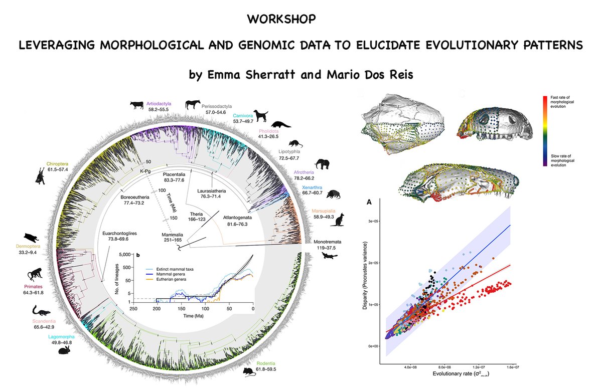 Emma Sherratt (@dremsherratt) on Twitter photo Excited to be teaching this workshop with @mariodosreis and <a href="/DamienEsquerre/">Damien Esquerre</a> in May 2023. "Leveraging morphological and genomic data to elucidate evolutionary patterns", hosted by Hermes Escalona of <a href="/CSIRO/">CSIRO</a> and Centre for Biodiversity Analysis <a href="/scienceANU/">Science & Medicine at ANU</a>
cba.anu.edu.au/news-events/ev… Excited to be teaching this workshop with @mariodosreis and <a href="/DamienEsquerre/">Damien Esquerre</a> in May 2023. "Leveraging morphological and genomic data to elucidate evolutionary patterns", hosted by Hermes Escalona of <a href="/CSIRO/">CSIRO</a> and Centre for Biodiversity Analysis <a href="/scienceANU/">Science & Medicine at ANU</a>
cba.anu.edu.au/news-events/ev…