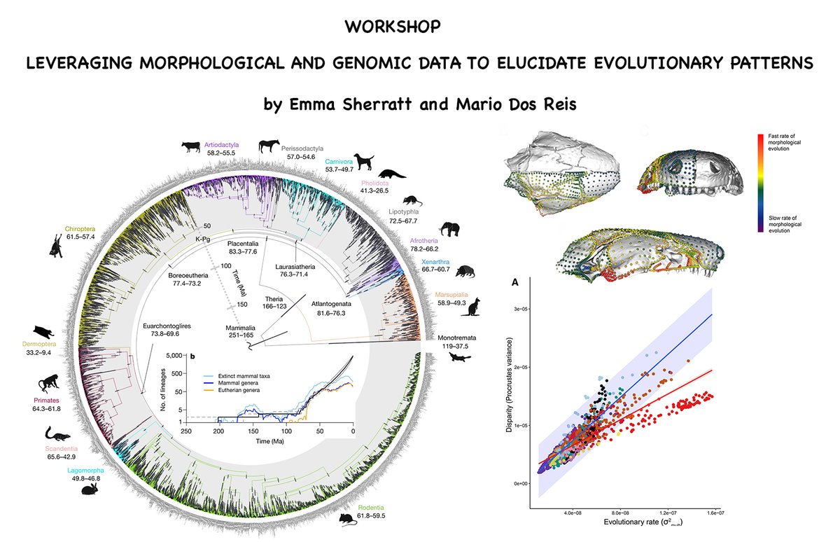 Excited to be teaching this workshop with @mariodosreis and @DamienEsquerre in May 2023. 'Leveraging morphological and genomic data to elucidate evolutionary patterns', hosted by Hermes Escalona of @CSIRO and Centre for Biodiversity Analysis @scienceANU cba.anu.edu.au/news-events/ev…