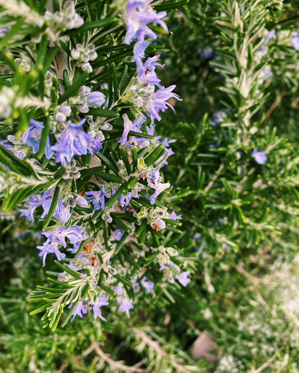 Mikhail Semaev tweet media