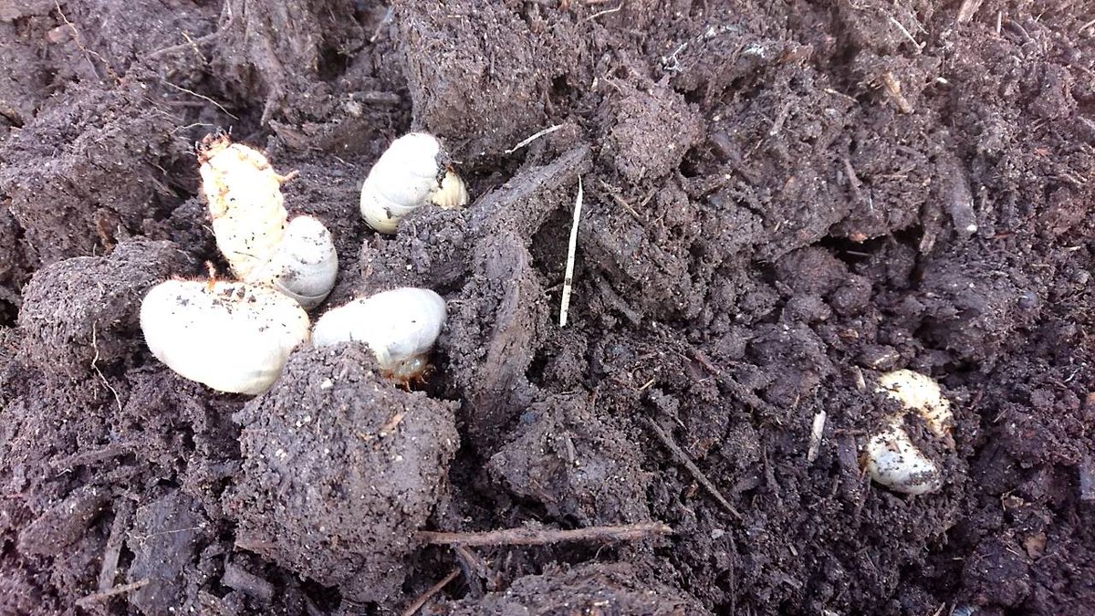 ronstrog's tweet photo. カブトムシ幼虫発見！
#岡山 #昆虫
#まやかみ農園 #果樹 #幼虫 #カブ��ムシ #ギフト https://t.co/2LH7pHMAbG