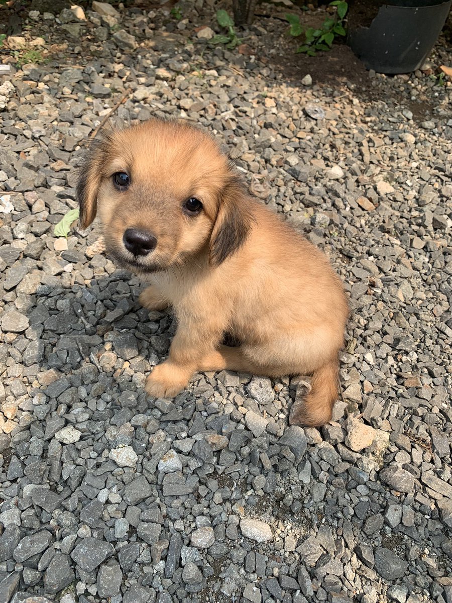 𝕬𝖓𝖆k𝖓𝖞𝖆 𝕱𝖗𝖆𝖓k 𝕮𝖆𝖘𝖙𝖑𝖊 🇵🇸 tweet media