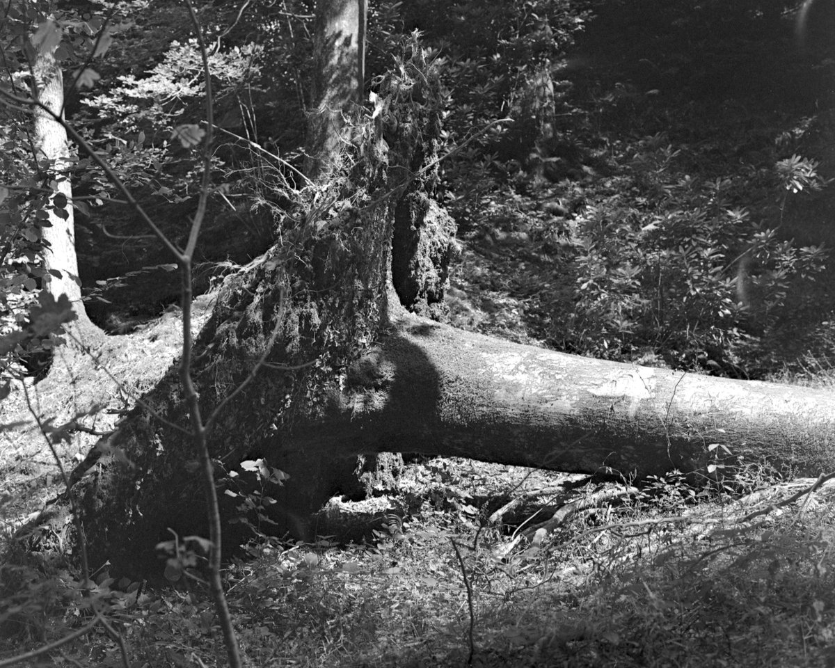 Sat, 22 Apr  |  <a href="/MargateSchool/">The Margate School</a> 
Caffenol Film Developer Workshop with Melanie King
Learn to make and use an alternative photographic developer for black &amp; white film from coffee.

themargateschool.com/events/caffeno…