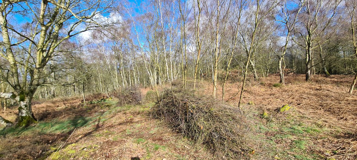 nibbynobbs's tweet photo. @TCVtweets great day spent yesterday at Bardon Hill clearing shrub to make way for the heathers/bilberry to grow back and attract the wildlife to the area!
#savethebees 
#WildlifeConservation 
#volunteering https://t.co/lMu7Nxu51j