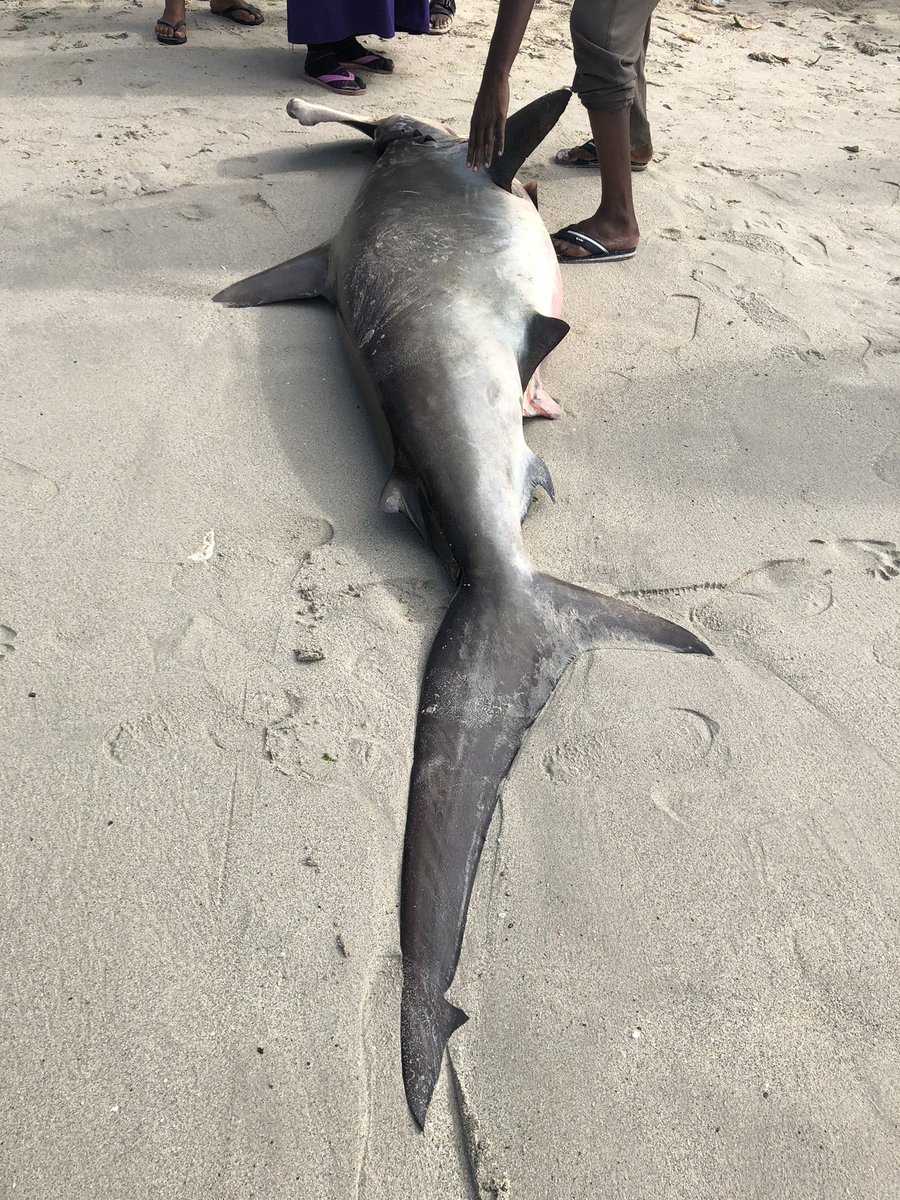 BarkhadleAbdulk's tweet image. Shark become profitable species for export companies in #Mogadishu . Yet, the business have good market in #UAE and #Hongkong of shark fin. @SecureFisheries @AliifiyeAli @wiomsa @Dahmacane