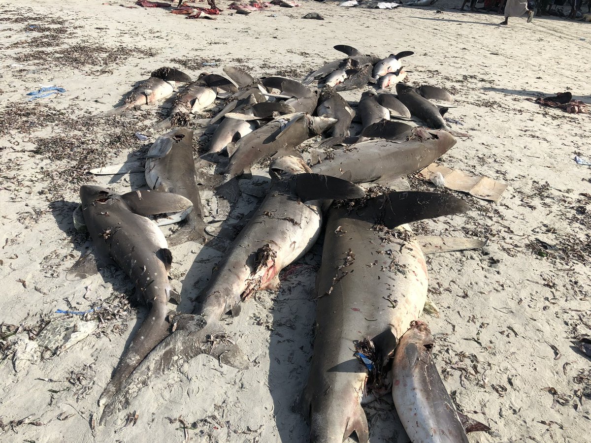 BarkhadleAbdulk's tweet image. Shark become profitable species for export companies in #Mogadishu . Yet, the business have good market in #UAE and #Hongkong of shark fin. @SecureFisheries @AliifiyeAli @wiomsa @Dahmacane