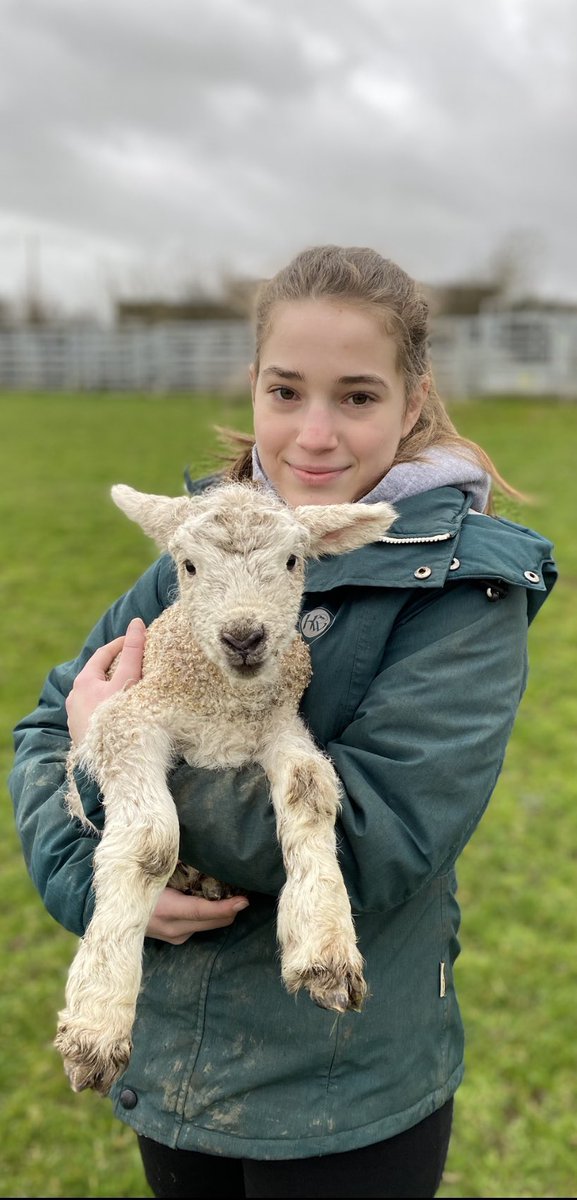 As we slowly ease into #lambing23 this mornings #shepherdess grabs a cuddle before #school #farmkids #farming north #devon @FarmingUK #sheep #NextGeneration