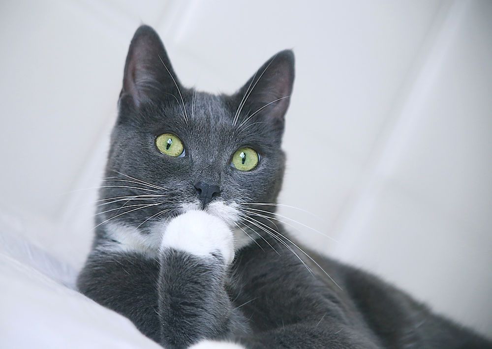 Andrei Apanasik (🐱, 🔪,геймдев и игры) tweet media