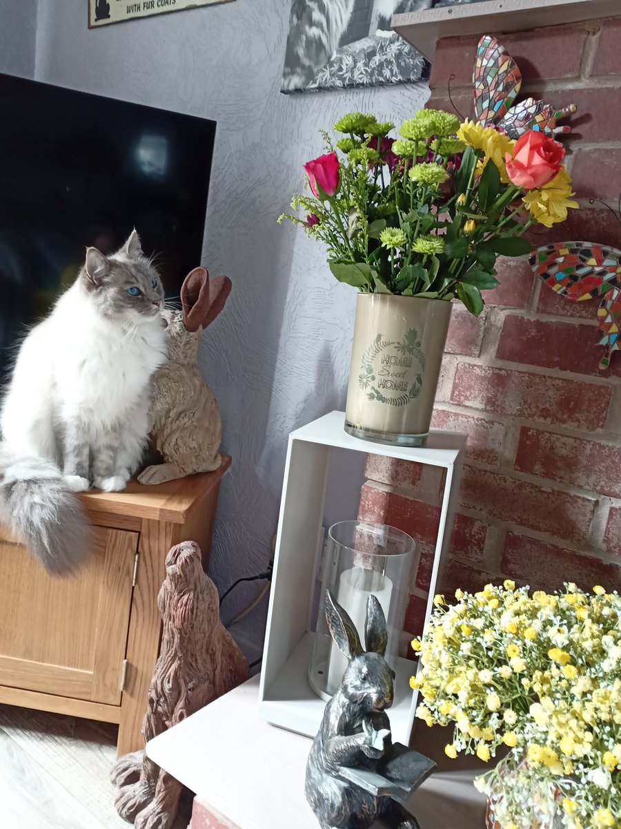 CatWome96887351's tweet photo. GOOD MORNING MY LOVELY FRIENDS 💞 ITS ME LIONEL LENNY 🌺 JUST WANTED TO SEND YOU ALL MY LOVE 💕🌹 HAVE A GOOD DAY 💞🌺🌹    ( MUM  SAID I AM  TAKING TOO MUCH  NOTICE OF THESE FLOWERS TODAY)🌹   BUT I'M JUST ADMIRING THE COLOURS 🌺  ( VERY PRETTY)🌺  TAKE CARE EVERYONE 💞🌺🌺🌺💕 https://t.co/Dg9kTPkAGa