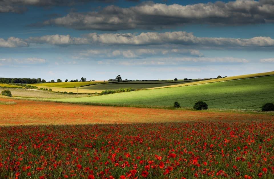 Spring 🌺 #Dorset 

Who would like a print of this for there home ?