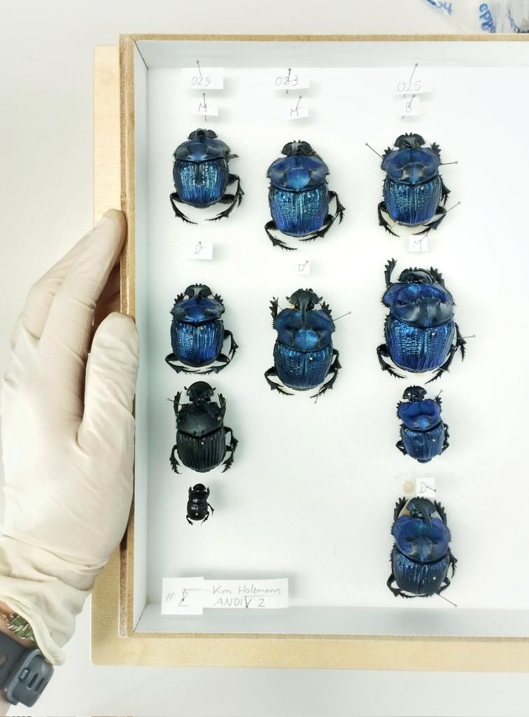 First round of insect samples is sorted and prepared for DNA barcoding, so we can get information on community composition and species diversity along our elevational gradient @ANDIV1234 @Zoo3_Wuerzburg. The huge Coprophanaeus #dungbeetles from the lowlands are just stunning!