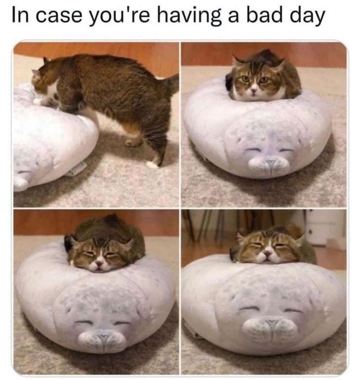 WholesomeMemes (@wholesomememe) on Twitter photo 