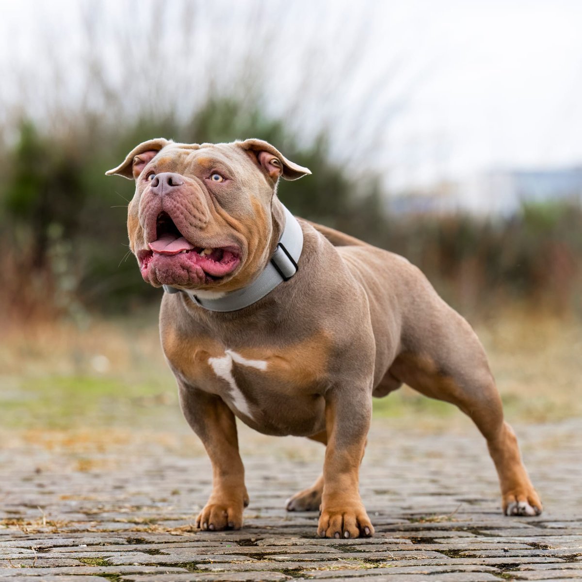 colshy57's tweet photo. Anyone remember my pup Stevie G Well he's just had his first litter and there's a couple of boys available if anyone is interested? Pocket Bullies, muscletones Bloodlines.

Rt's appreciated 🙏 https://t.co/yDHu5zv06z