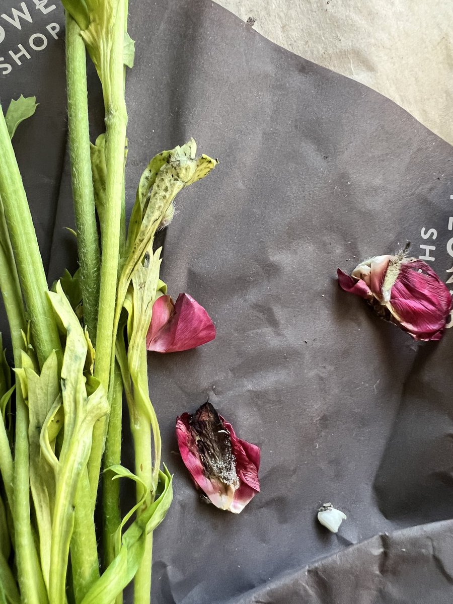 HBrown95's tweet photo. @marksandspencer hello! Not happy with my Mother’s Day flowers order at all! They were half dead! Not the quality I expect - also look nothing like the picture I ordered!! Who can I contact? https://t.co/EJtphH2YyP