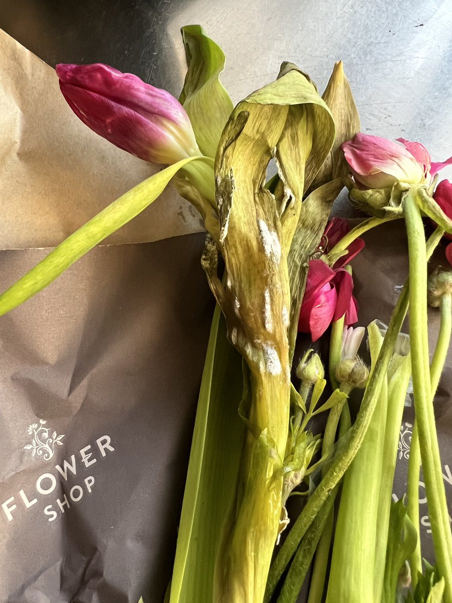 HBrown95's tweet photo. @marksandspencer hello! Not happy with my Mother’s Day flowers order at all! They were half dead! Not the quality I expect - also look nothing like the picture I ordered!! Who can I contact? https://t.co/EJtphH2YyP