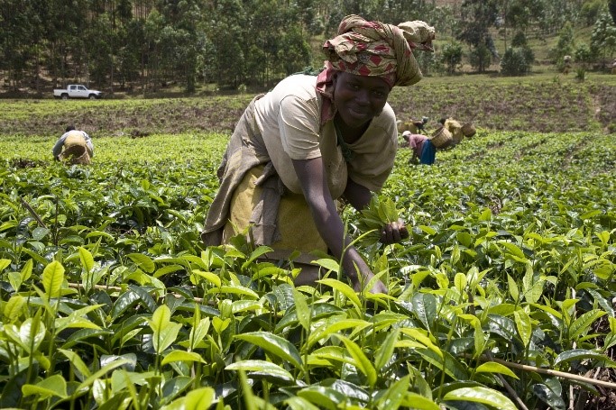 German Embassy Kigali on Twitter: