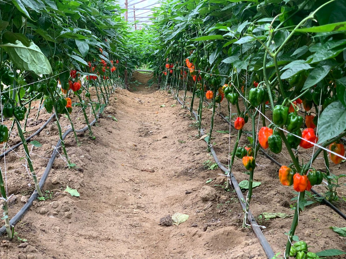 thegloryadeniyi's tweet image. Investing in Agriculture is like saving up for your future needs! 

It might not look rosy at the beginning but you&apos;re going to enjoy the decision you make today in the nearest future and thank the person who posted this!  Afrika E dide(Arise)☺️🍒🌽

#agriculture #Africa