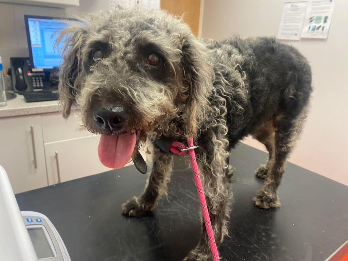 Please retweet to help Scampi find a home #KENT #UK 
Affectionate Bedlington x Lakeland Terrier, AGED 12. He was left in a home when his owner went to prison.
He could live with older children and with another dog.

DETAILS or APPLY 👇
sedogrescue.co.uk/dogs/scampi-ad…
#dogs #London #UK