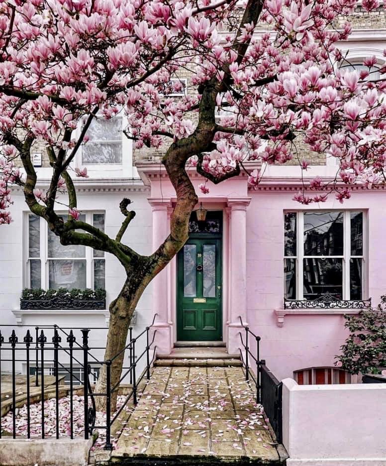 Have a nice day 💙🇬🇧
#london #greendoor #pinkhouse #magnoliaflowers🌸 #pinkflowers #greatbritain