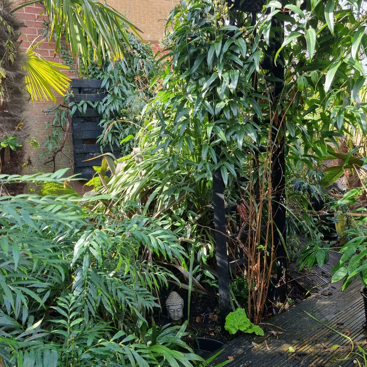 junglegardenlds's tweet photo. Roll on the warmer weather! #junglegardenleeds #garden #gardening #plants #planttwitter #jungle #leedsgardeners https://t.co/BaW1gZpkFe